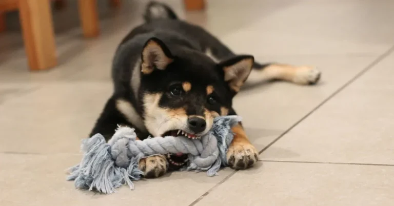 Dog Bite Laws