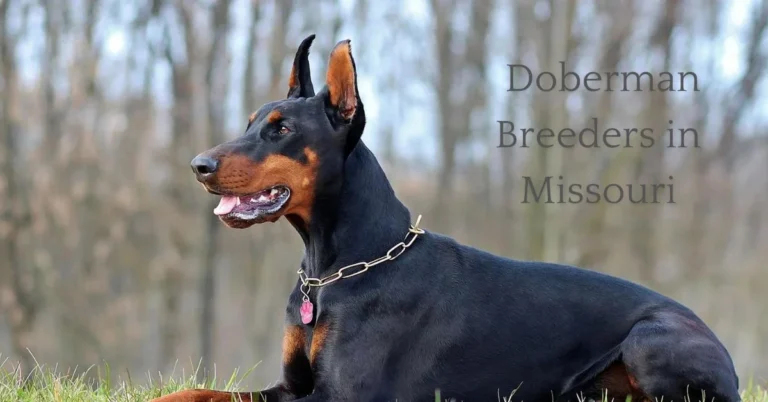 Doberman