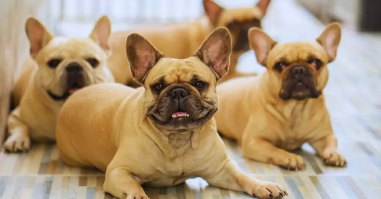 French Bulldog Breeders